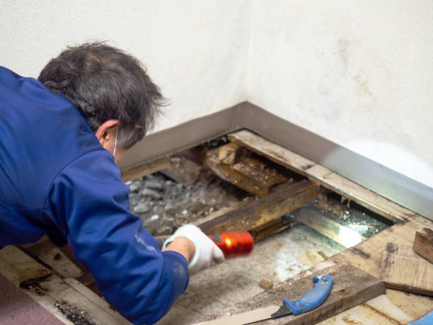 Best Residential Mold Removal  in Cordes Lakes, AZ