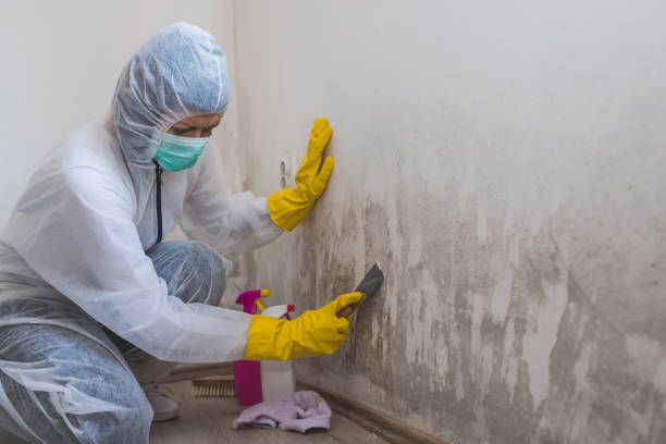 Best Crawl Space Mold Removal  in Cordes Lakes, AZ