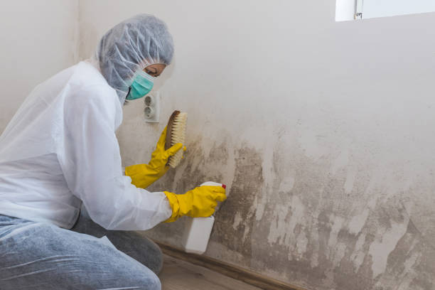 Best Attic Mold Removal  in Cordes Lakes, AZ