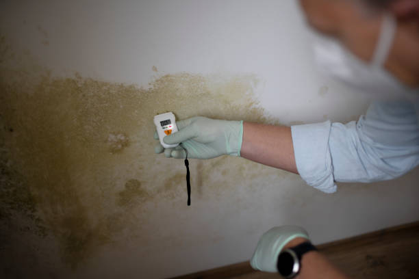 Best Certified Mold Removal  in Cordes Lakes, AZ