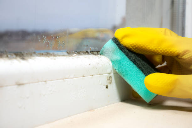 Best Mold Damage Repair  in Cordes Lakes, AZ
