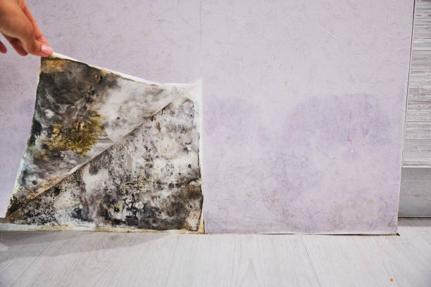Best Commercial Mold Removal  in Cordes Lakes, AZ